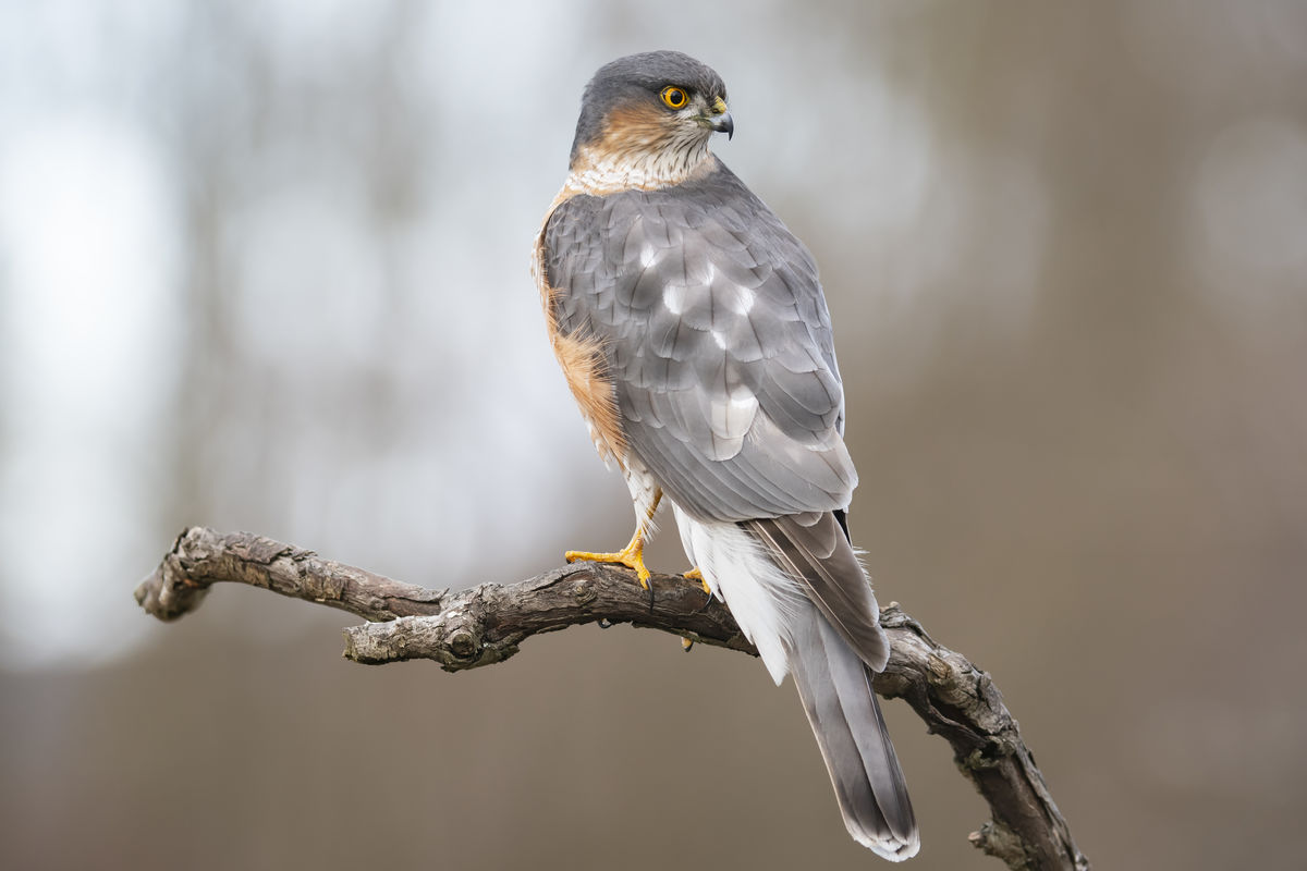 Szentkirályi Ádám