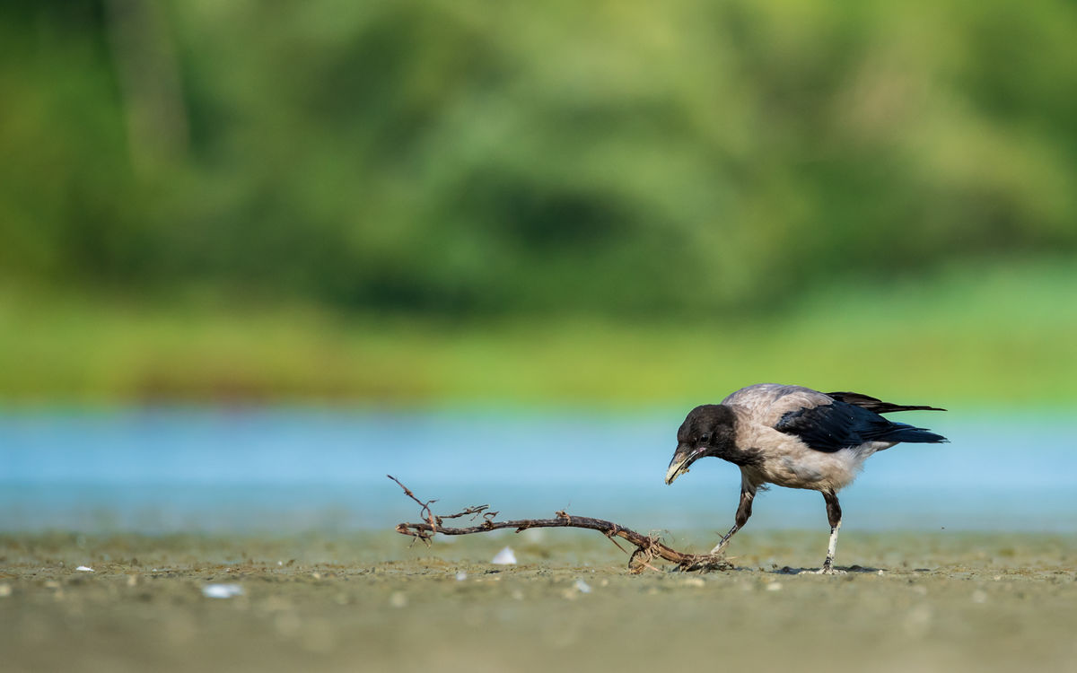 Benke Péter Valentin