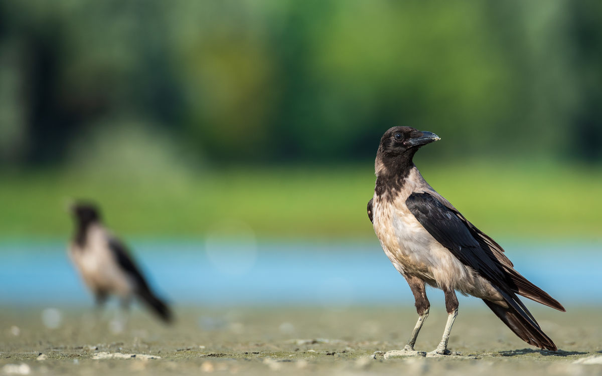 Benke Péter Valentin