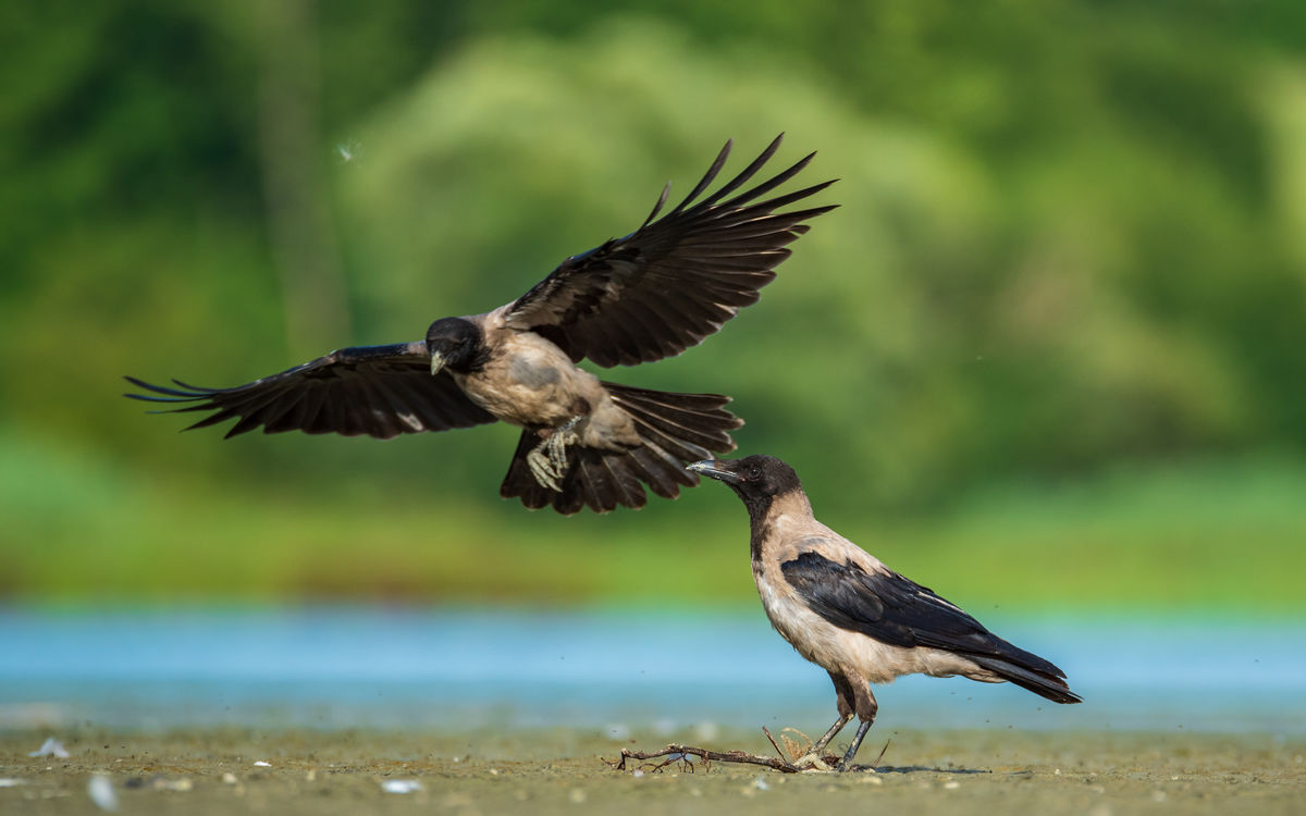 Benke Péter Valentin
