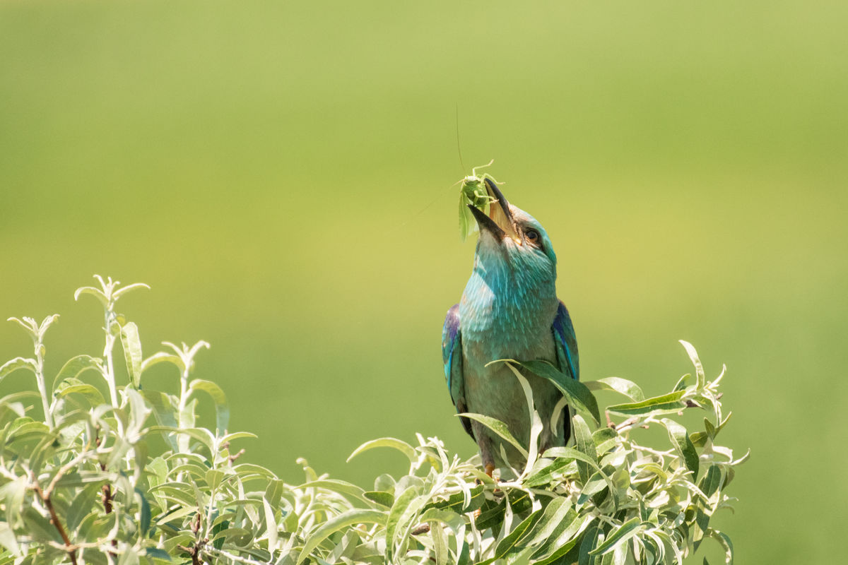 Gémné Kovács Anita