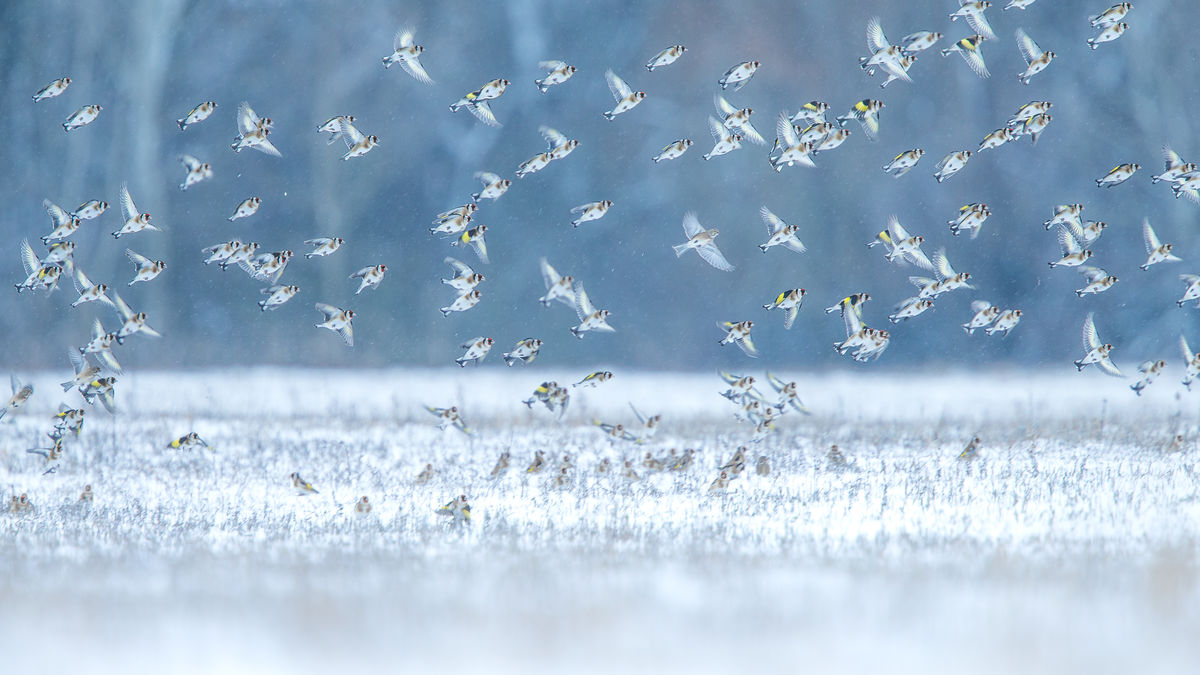 Koncz-Bisztricz Tamás