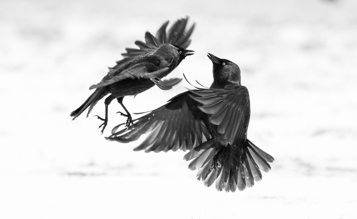 Szakolczai Krisztina