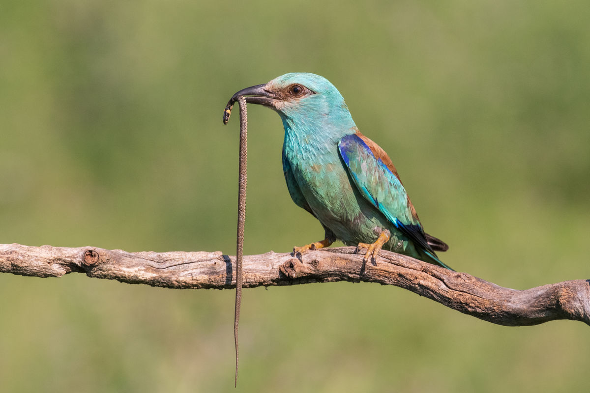 Gémné Kovács Anita