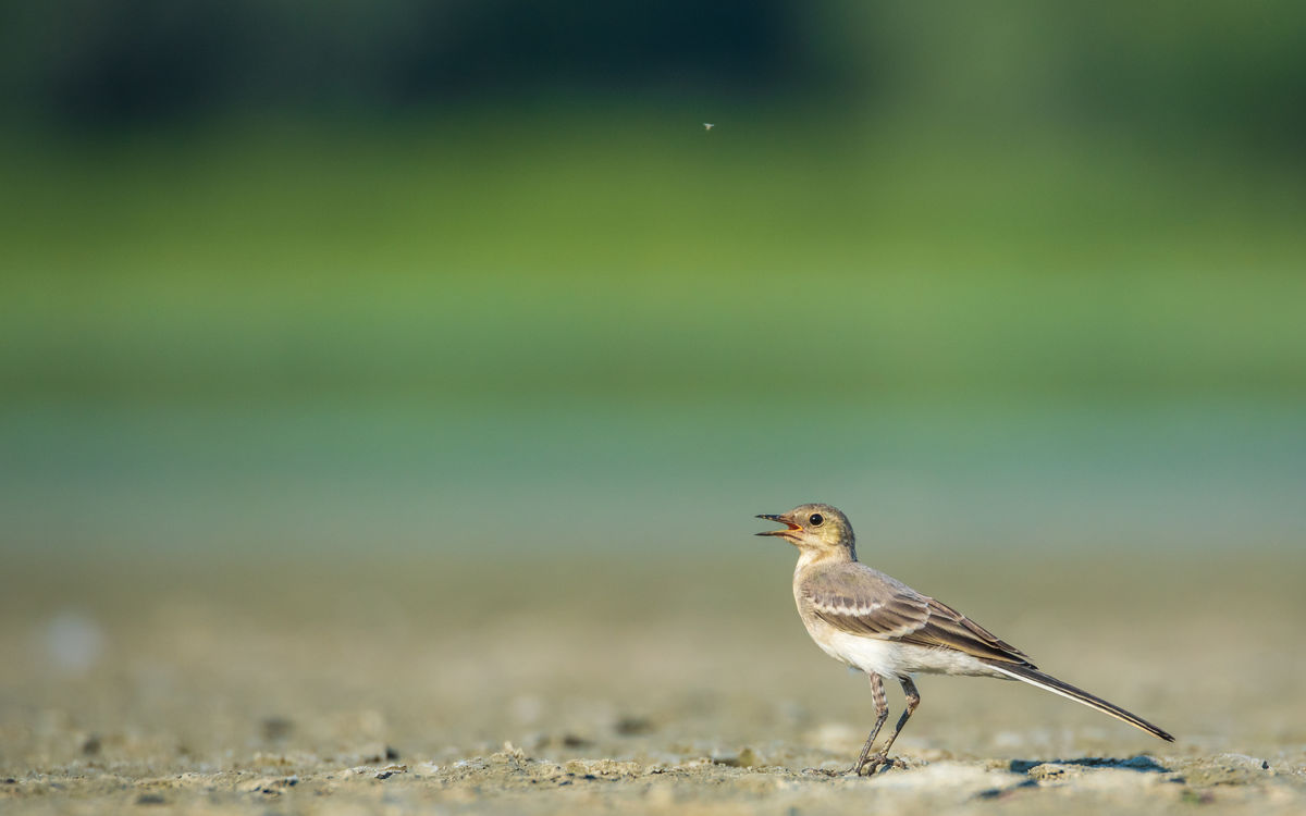 Benke Péter Valentin