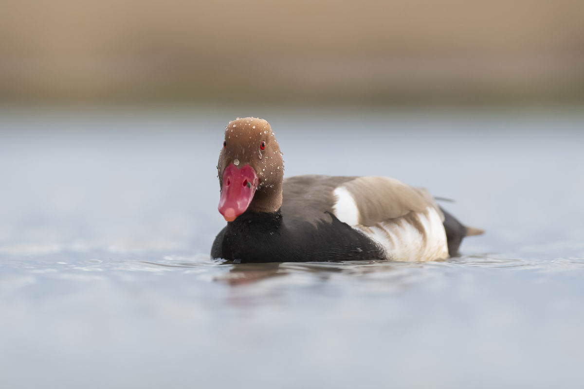 Szentkirályi Ádám