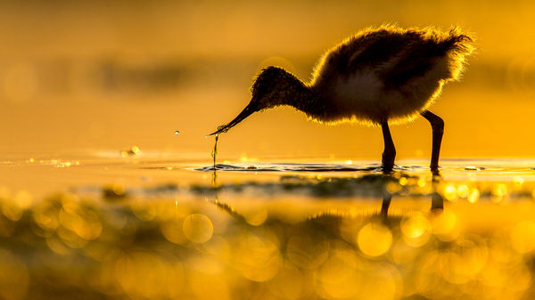 Táplálkozó gulipán fióka