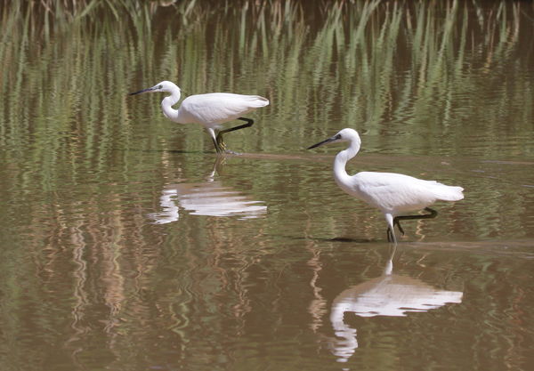 Aki nem lép egyszerre.......