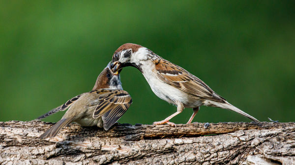 Szülői gondoskodás