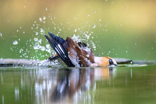 Meggyvágó önfeledt fürdőzése