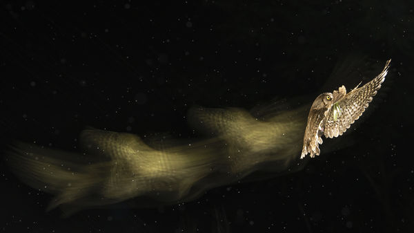 Nyomok az éjszakában