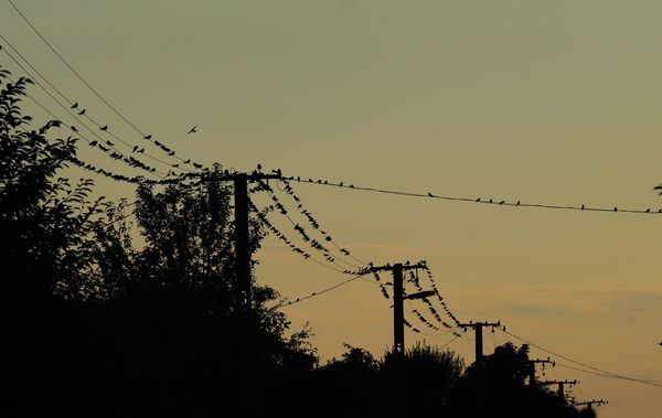 Fecskegyülekező a Nyírségben