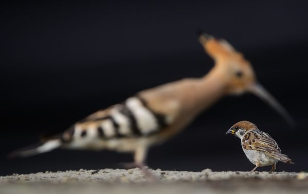 Banka mondja verébnek