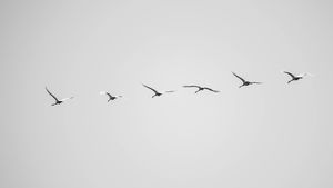 A hat hattyú A hat hattyú