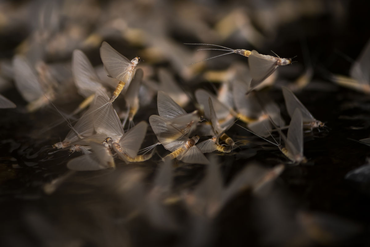 Szentkirályi Ádám