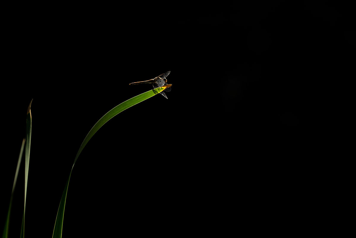 Darányiné Bakos Éva