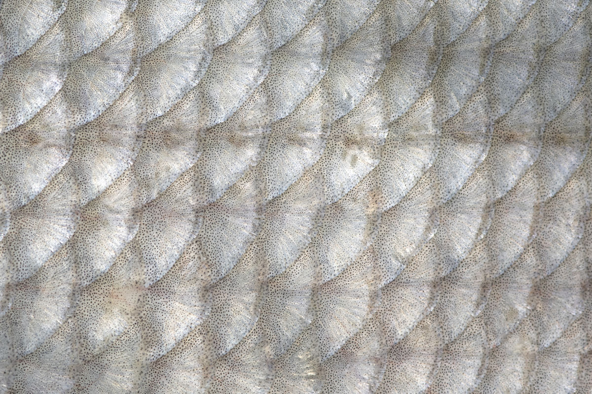 Szentkirályi Ádám