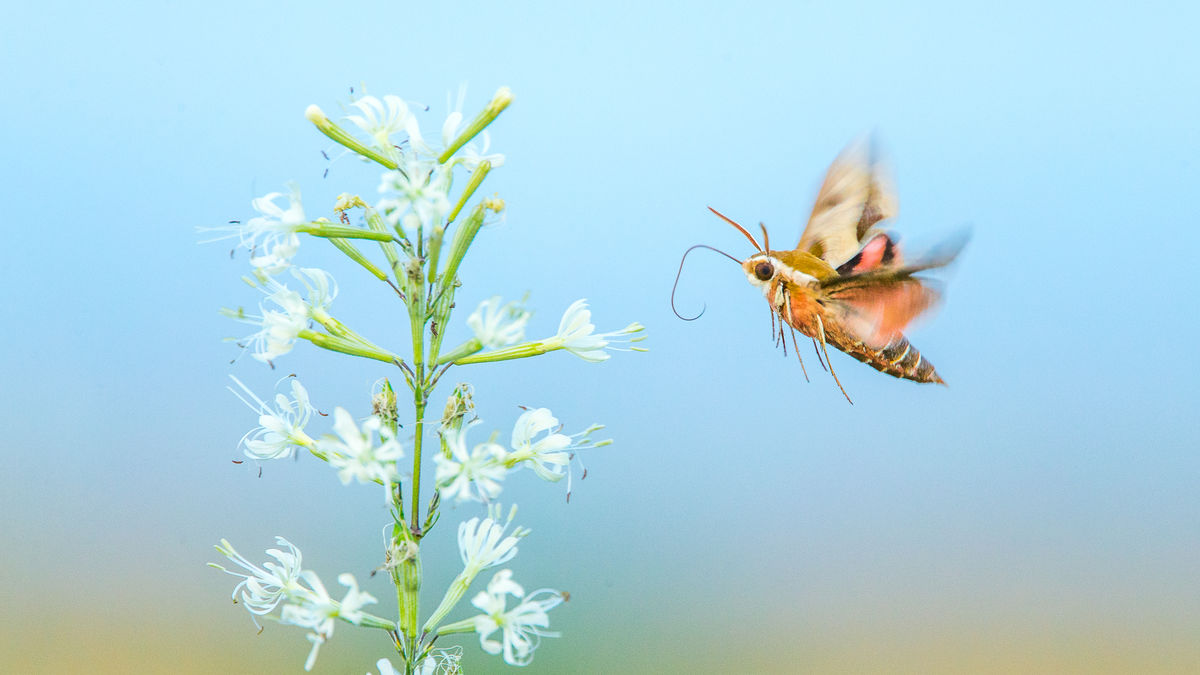 Koncz-Bisztricz Tamás