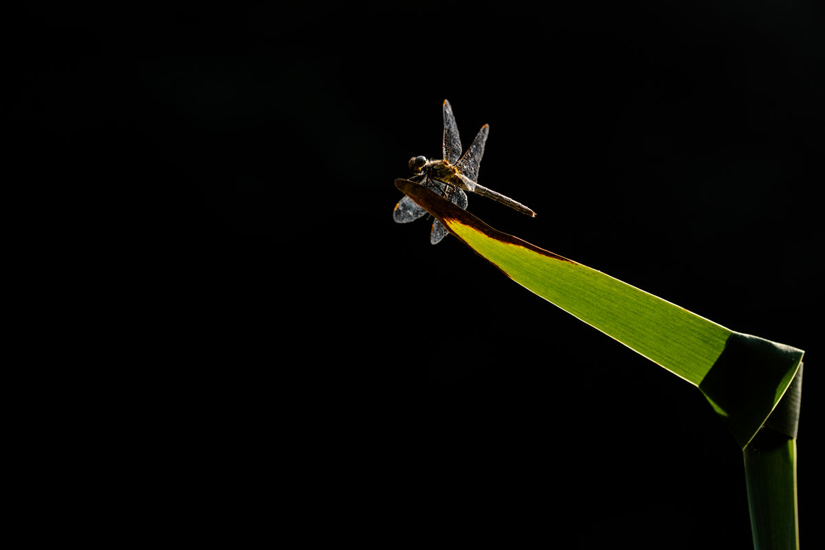 Darányiné Bakos Éva