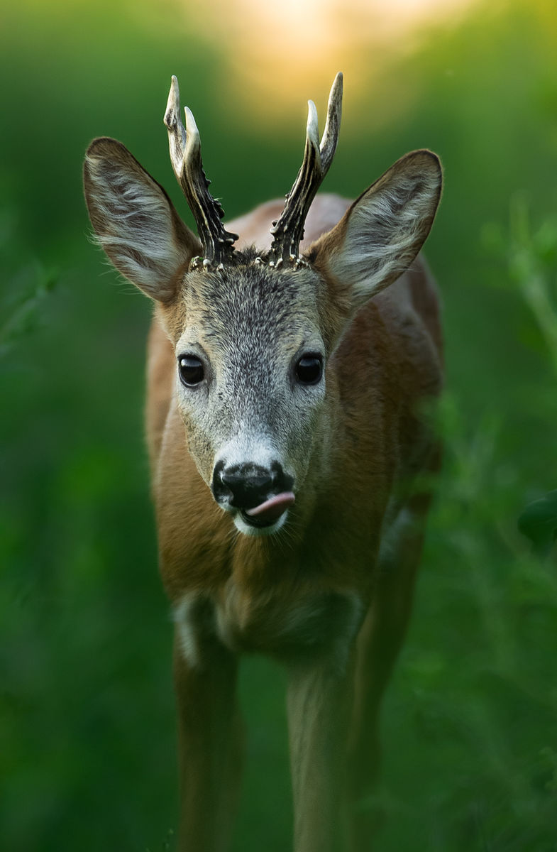 Hegedüs Máté