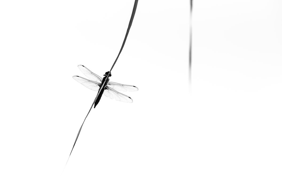 Darányiné Bakos Éva