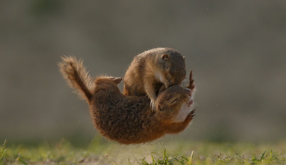 Gyenti-Kálvin Kinga