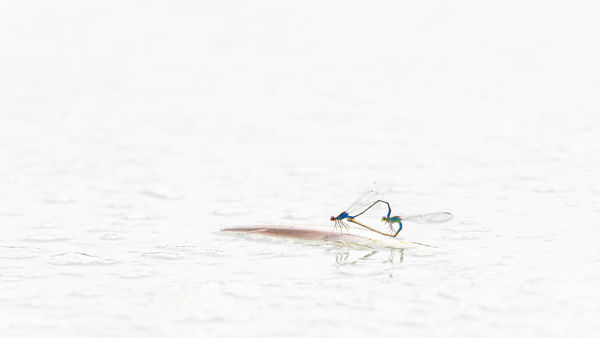 Szitakötő szerelem