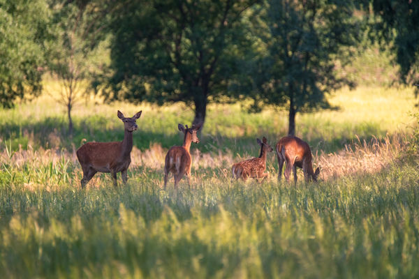 Délutáni legelészés