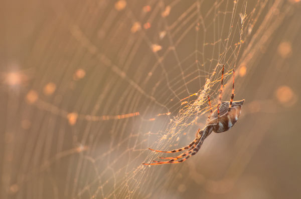 Vadászat a naplementében