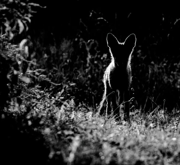 Feszült figyelem az erdő szélén