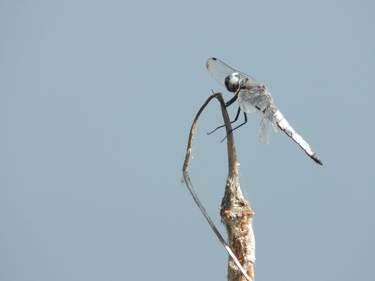 Kónya Máté Bertalan