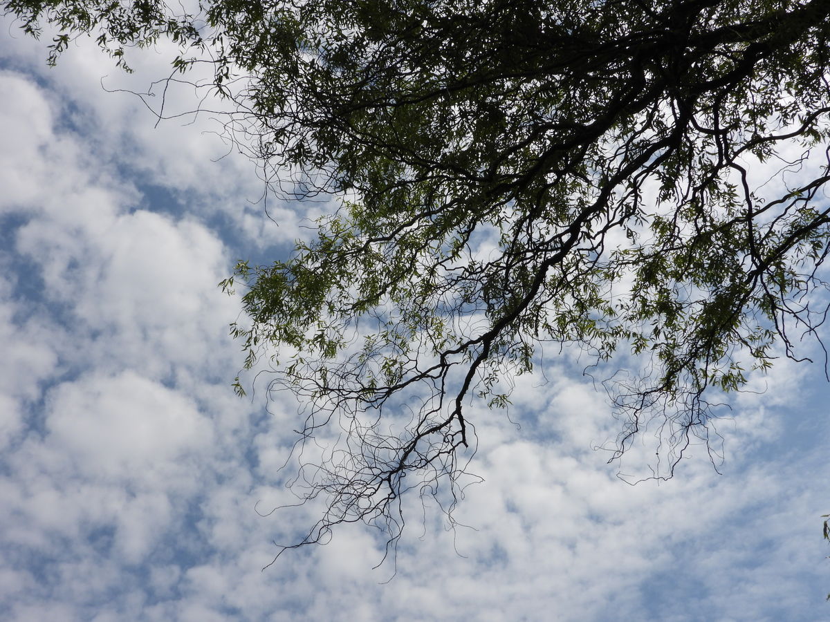 Kónya Máté Bertalan