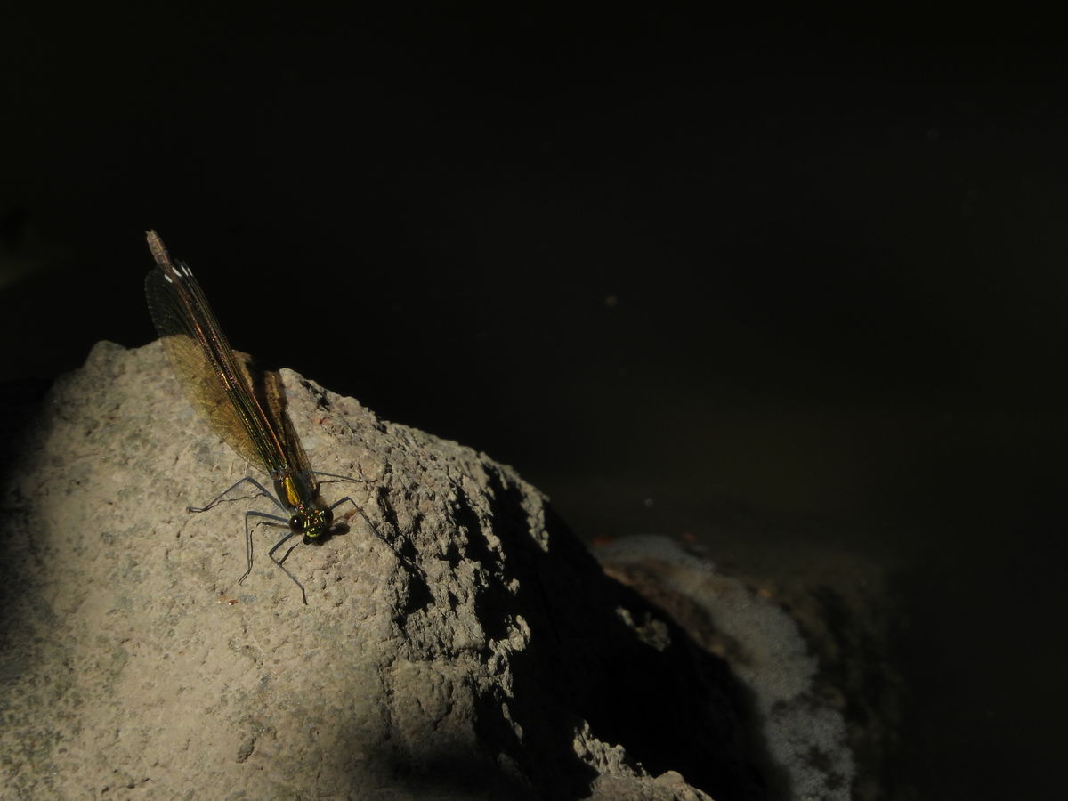 Kónya Máté Bertalan