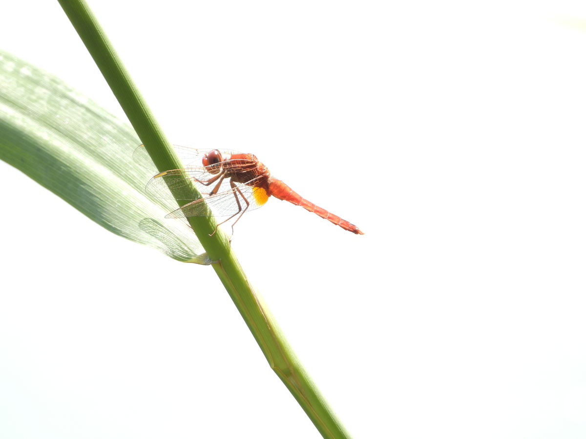 Kónya Máté Bertalan