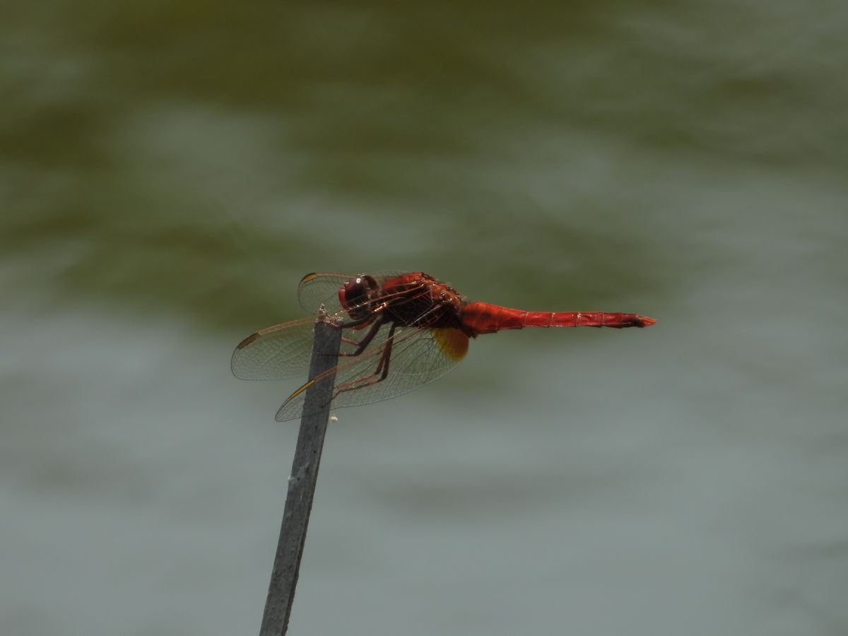 Kónya Máté Bertalan