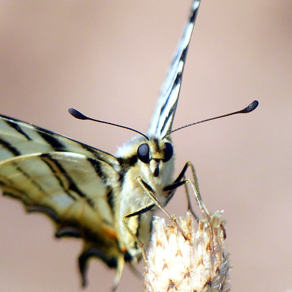 Megszeppent kardos...