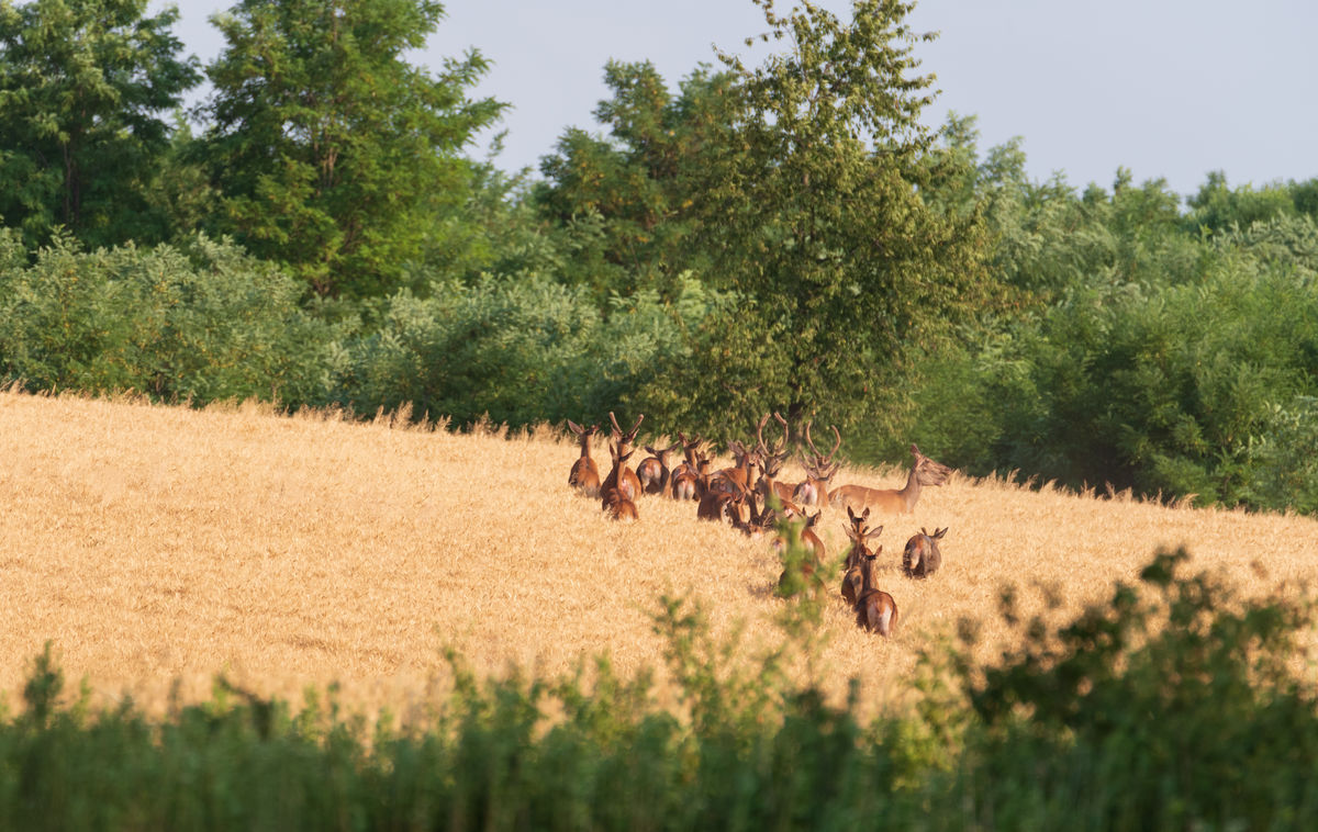 Benke Péter Valentin