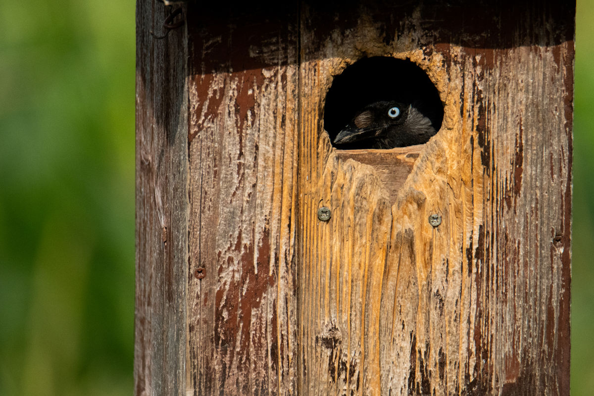 Gémné Kovács Anita