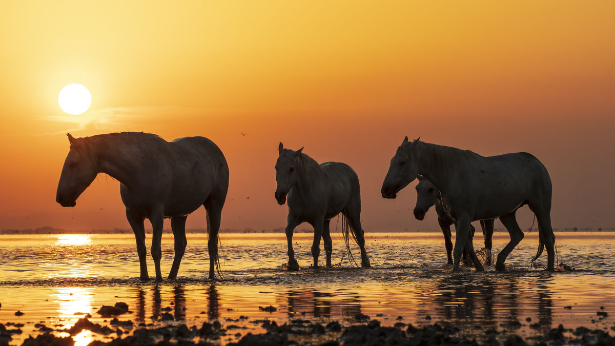 Szentkirályi Ádám