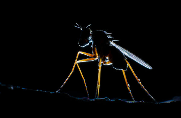 Szúnyoglábú légy sziluett