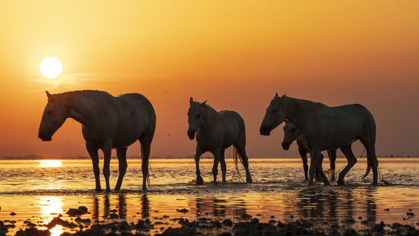 Camarguei napfelkelte