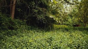 Nyár a méhesben Nyár a méhesben