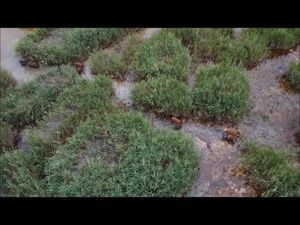 A nyugalom hajnalán. A nyugalom hajnalán.