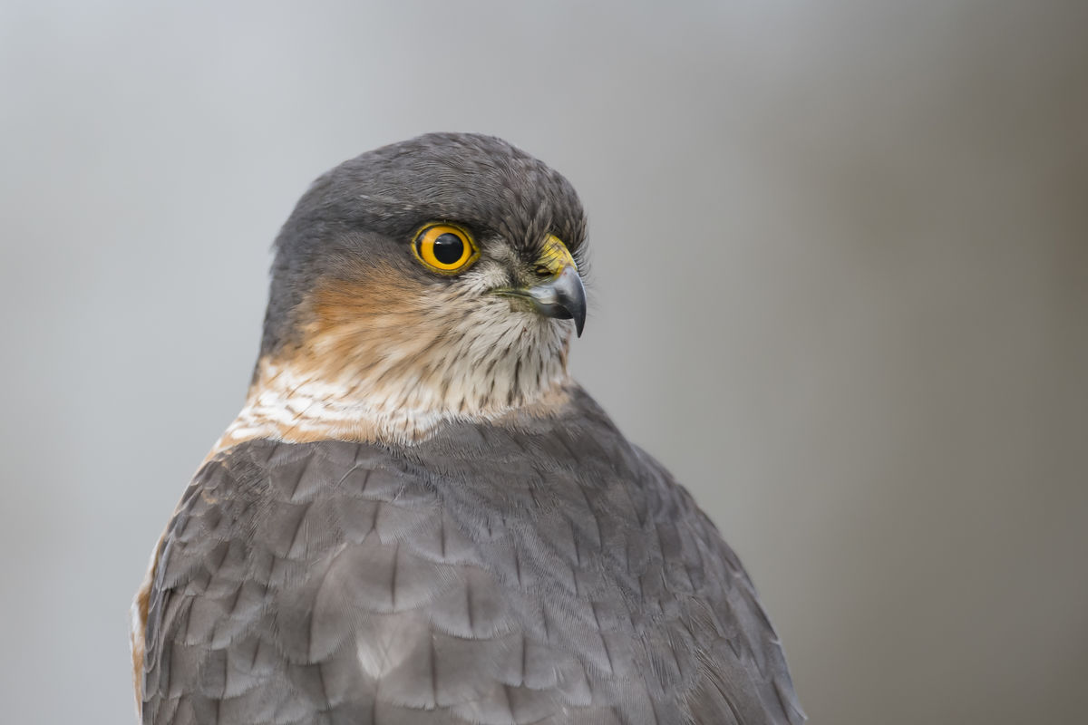 Szentkirályi Ádám