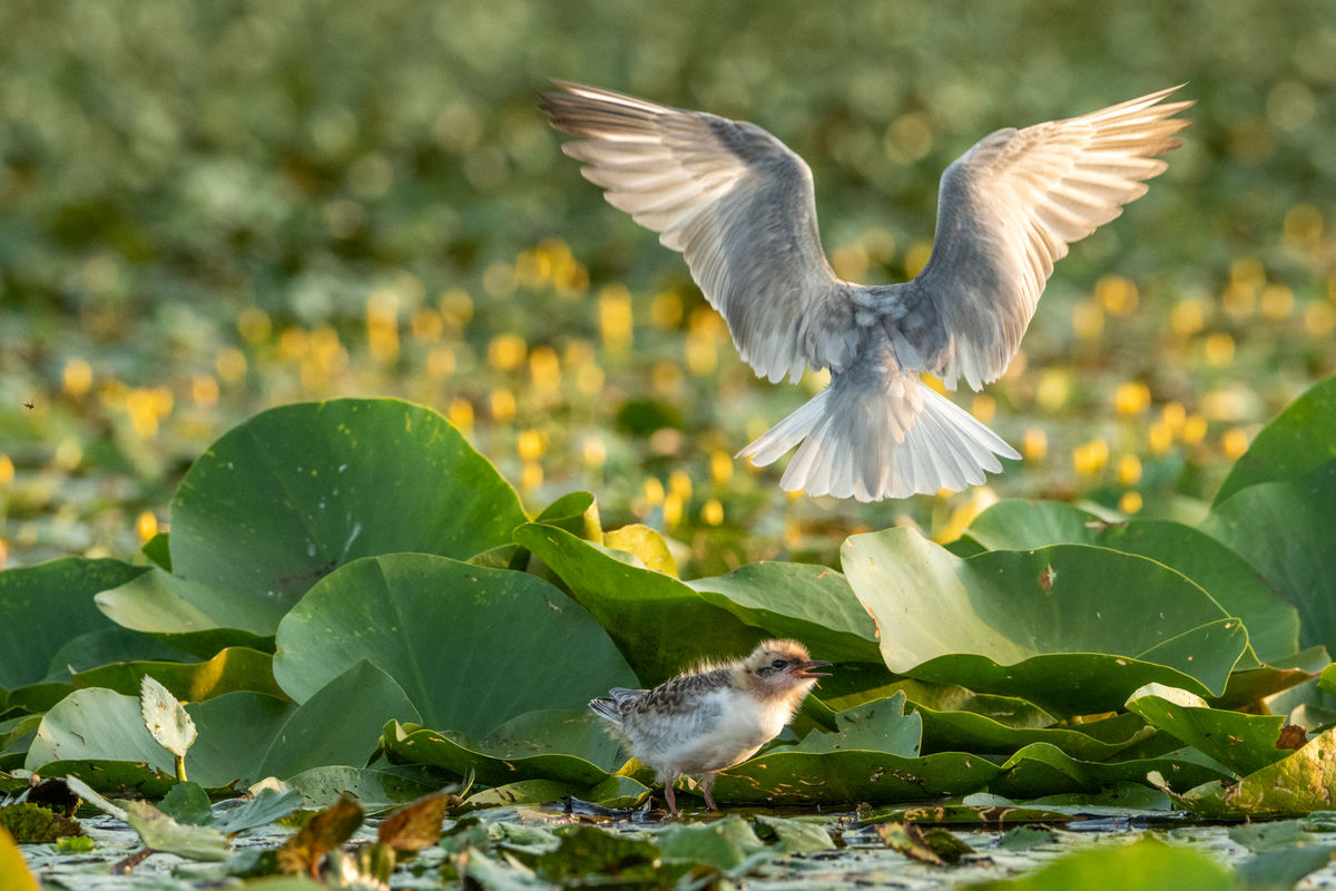 Gémné Kovács Anita