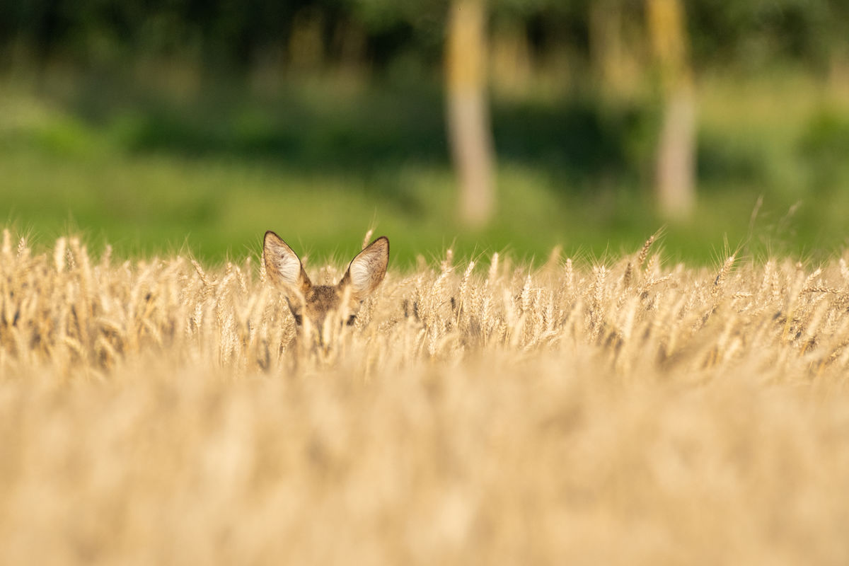 Gémné Kovács Anita