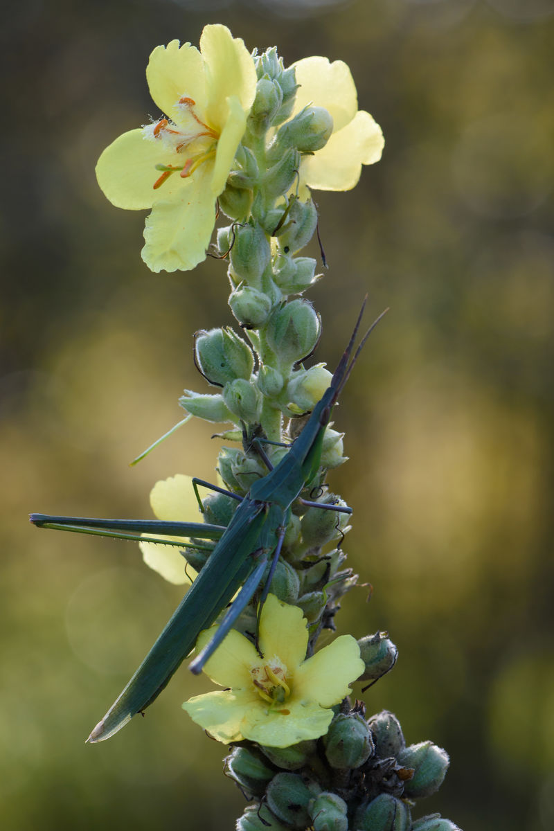 Szakolczai Krisztina