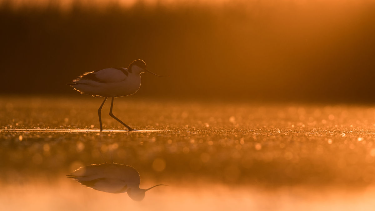 Szakolczai Krisztina
