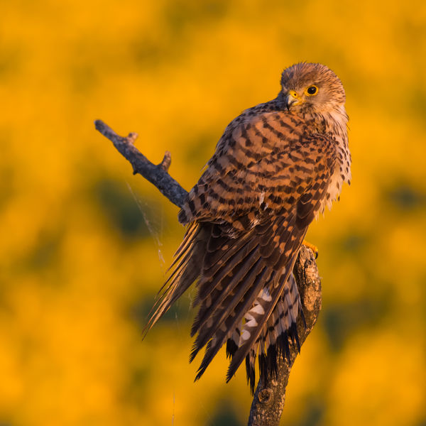 Reggeli nyújtózás