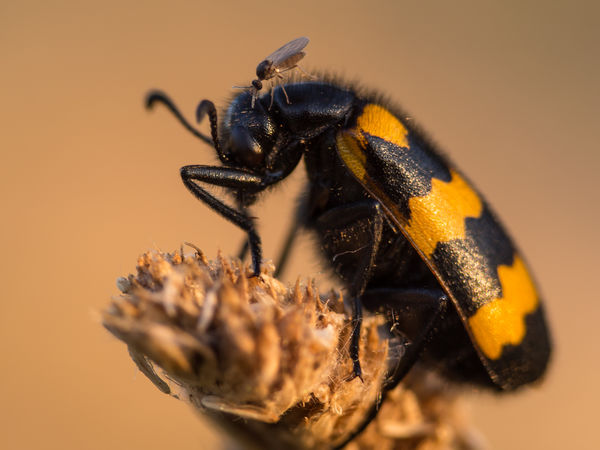 Nyakon csíplek vagy szívlak 